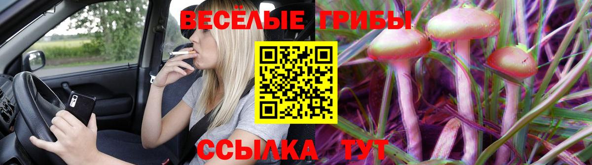 Великие Луки  где найти   Вход с VPN  Псилоцибиновые грибы Psilocybe 